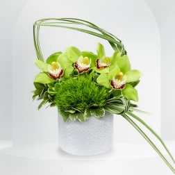 Green orchid arrangement in a white textured pot