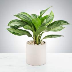 Chinese Evergreen Plant by BloomNation™