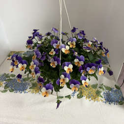 7" Pansy Hanging Basket