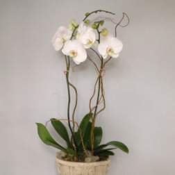 White orchid plant in a decorative beige pot