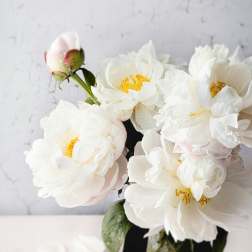White peonies in a clear glass vase