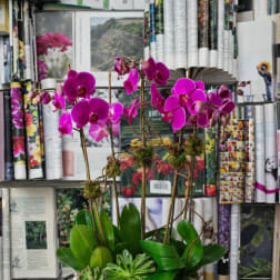Pink orchid arrangement in a white bowl planter with succulents