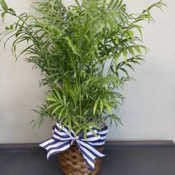 Potted palm plant in a woven basket with a blue-and-white ribbon