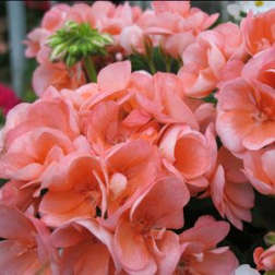 Cluster of peach-pink flowers with layered petals
