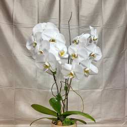 White orchid arrangement in a beige pot