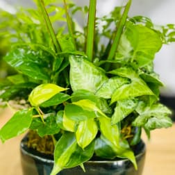 Dishgarden Plant (Designer Choice)