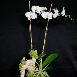 White orchid arrangement in a glass vase with moss and air plants