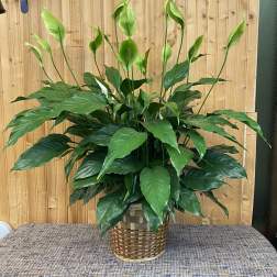 Potted peace lily in a woven basket planter