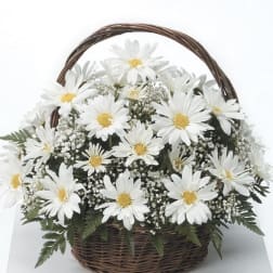Basket of Daisies