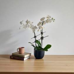 White orchid plant in a black pot beside books and a mug