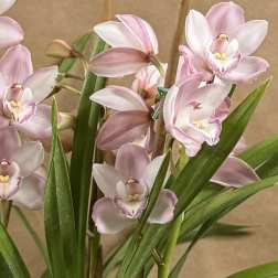 Pink orchid blooms with long green leaves against a tan background