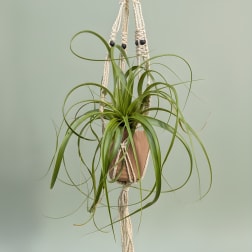 Macrame Hanging Air Plant