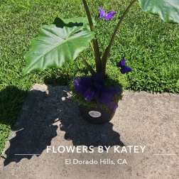 Potted tropical plant with large green leaves and purple butterfly accents