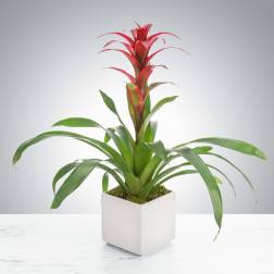 Tropical Bromeliad Plant by BloomNation™