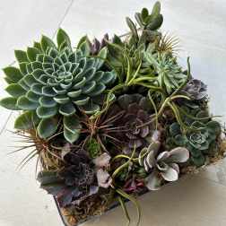 Extravagant Succulent garden