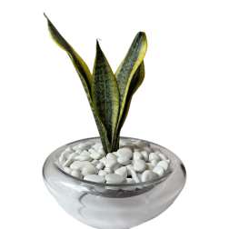 Snake Plant in Glass Pot
