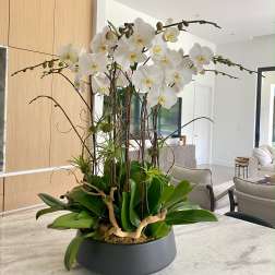 White orchid arrangement in a low gray planter