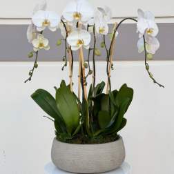 White orchid plant in a gray pot