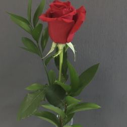 Single red rose in a clear glass vase with greenery