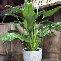 Peace Lily