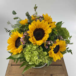 Radiant Sunshine (DL)