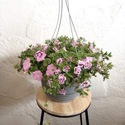 Lavender 12" Hanging Basket