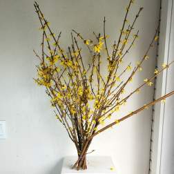 Forsythia Bundle