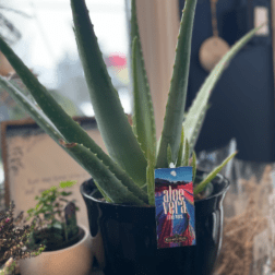 Potted Aloe Vera Plant