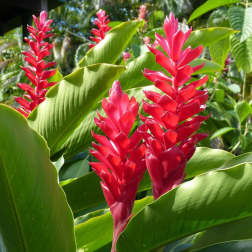 Tropical plant with tall red flower spikes among large green leaves outdoors