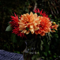 Orange and red dahlia bouquet in a clear glass vase