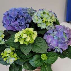 Basket of purple and green hydrangeas with large dark leaves
