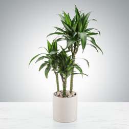 Tall Dracaena Plant by BloomNation™