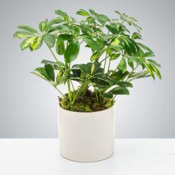 Umbrella Plant by BloomNation™
