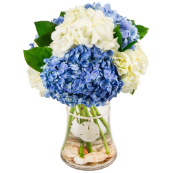 Blue and white hydrangeas in a clear glass vase with shells