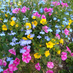 Cluster of pink, yellow, and light blue garden flowers growing together in a dense mound