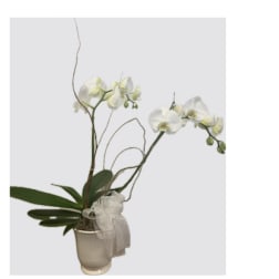 White orchid plant in a cream pot with a sheer ribbon