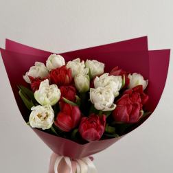 Bouquet of red and white tulips wrapped in burgundy paper