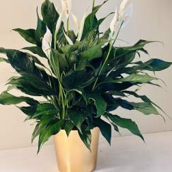 White peace lilies in a gold pot with dense dark green foliage