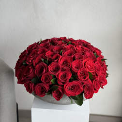 75 Red Roses in a Concreate Vase