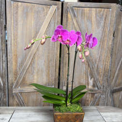 Luxury Pink Orchid by Pretty Petals Arrangements