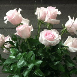 DOZEN PINK ROSES