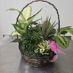 Basket of assorted green houseplants with a pink ribbon