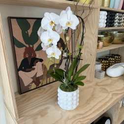 White orchid arrangement in a textured white pot
