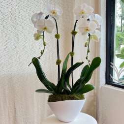 White orchids in a white pot with moss and dark support stakes