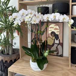 Potted white phalaenopsis orchid with multiple arching stems in a white ceramic bowl planter on a wooden shelf.