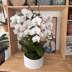 White orchid plant in a white pot with moss