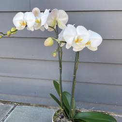 Potted white phalaenopsis orchid with two tall flowering stems in a white cylinder pot.