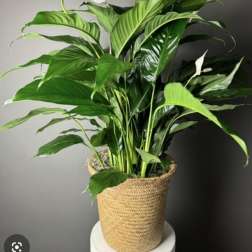 THE LILLY OF PEACE PLANT.