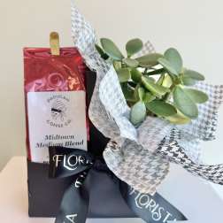 Potted succulent gift set with a coffee bag and ribbon