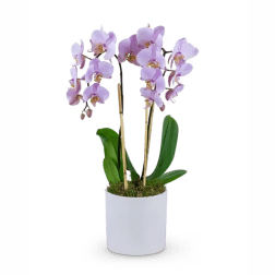 Phalaenopsis Orchid *2 spike